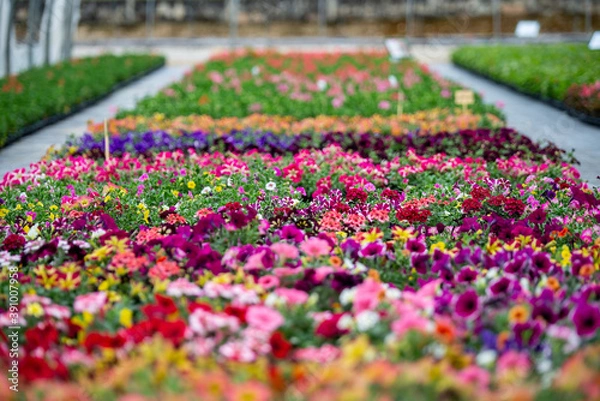 Obraz FRA - HORTICULTURE