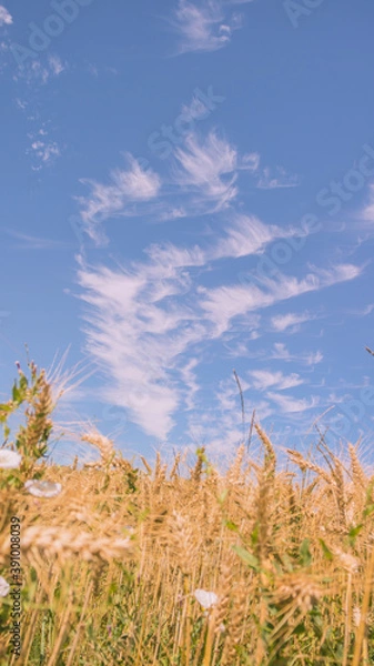 Obraz Phone Wallpaper