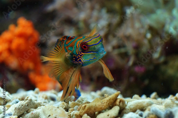 Obraz The Mandarinfish / The Mandarin Dragonet (Synchiropus splendidus)