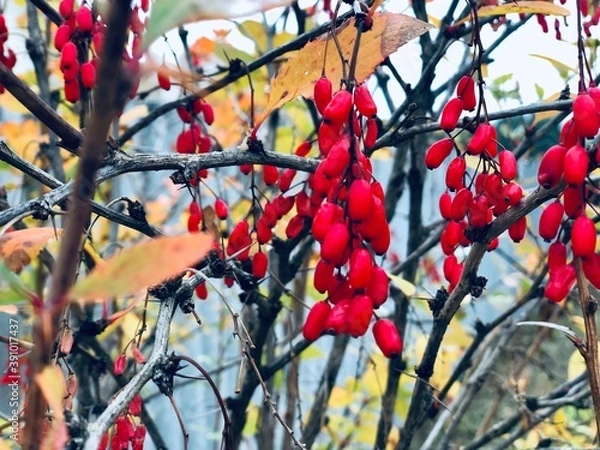 Obraz red berries on a tree