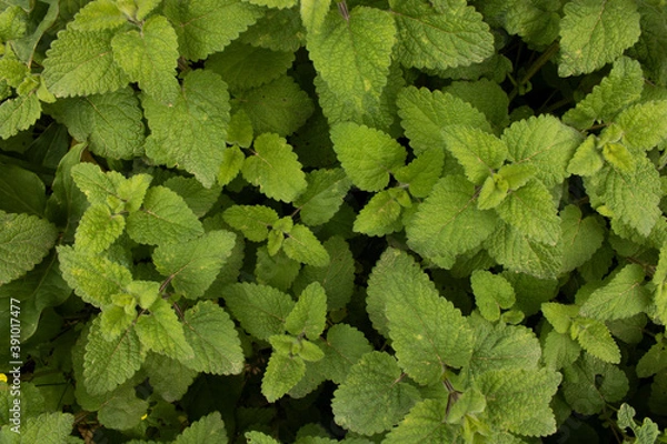 Obraz Green leaves  close up texture background