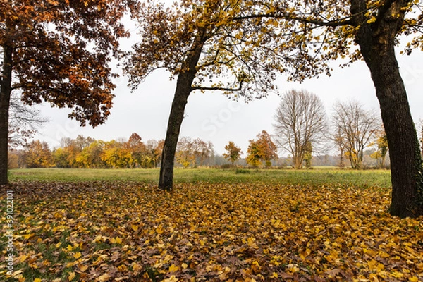 Obraz AUTUNNO NEL PARCO DI MONZA---05-11-2020. Italia