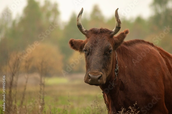 Fototapeta brown cow grazing in the field. place for text