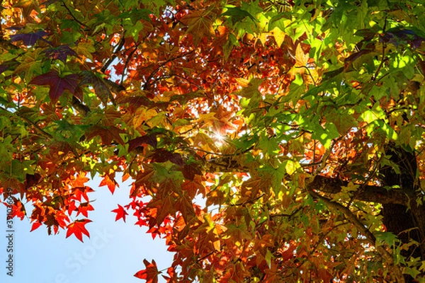 Fototapeta autumn colored leaves with sunshine