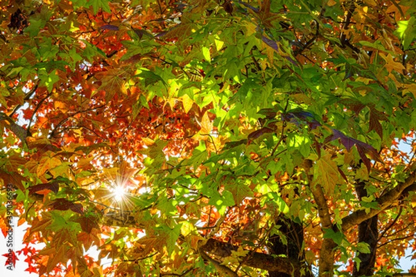 Fototapeta autumn colored leaves with sunshine