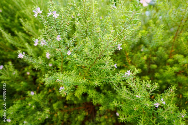 Fototapeta rosemary herb blooms