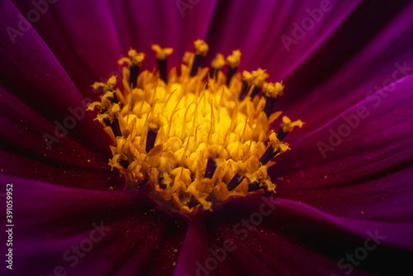 Fototapeta bliska kwiatów