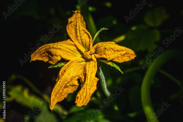 Fototapeta yellow pumpkin flower