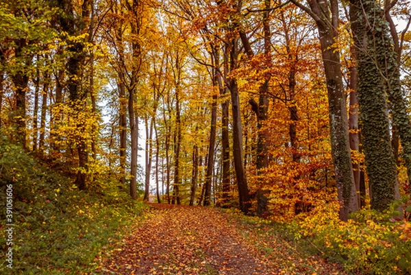 Fototapeta A country road in a forest in Switzerland surrounded by colorful autumn trees and leaves