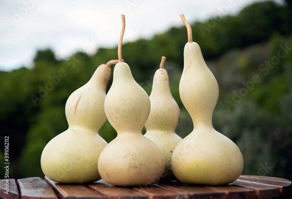Obraz gourd
 , decorative pumpkin, new crop