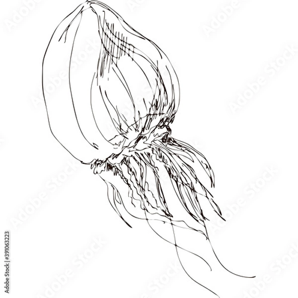 Obraz Hand drawing vector art of jellyfish. Black grafic on white background