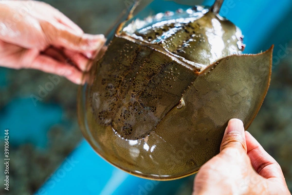 Fototapeta Horseshoe crab in human hands, This animal are important resources for the medical community. The crab's blood of a horseshoe has special amoeba that is extracted and used for testing from the FDA.