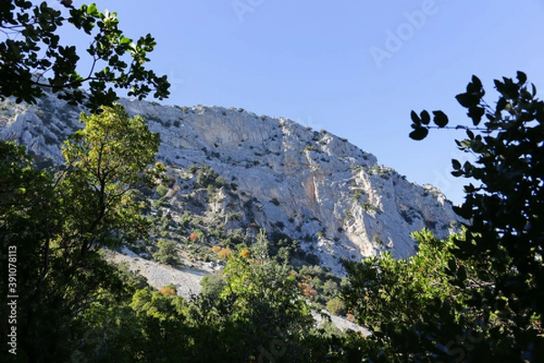 Fototapeta trees frame the mountain peak