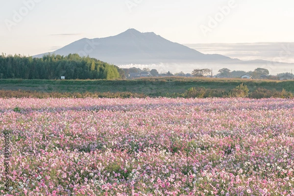 Obraz 小貝川ふれあい公園のコスモス