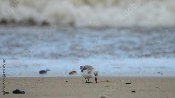Fototapeta Sanderling