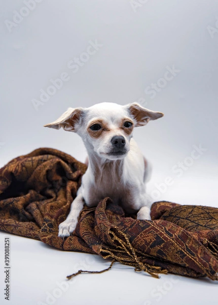 Obraz A small white dog with big ears and sad eyes, lies on a brown patterned scarf on a white background.