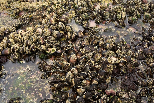 Obraz Rock pool mussels
