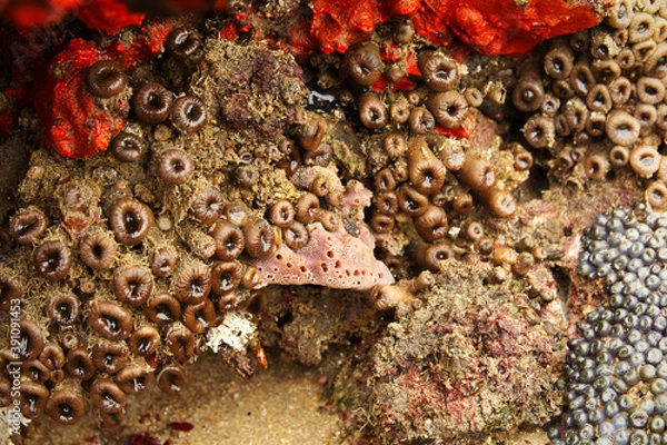Obraz Tidal pool plants