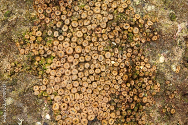 Obraz Rock pool soft coral
