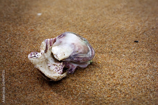 Obraz Beach Shell washed ashore
