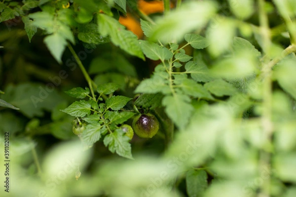 Fototapeta Cherry tomato growing