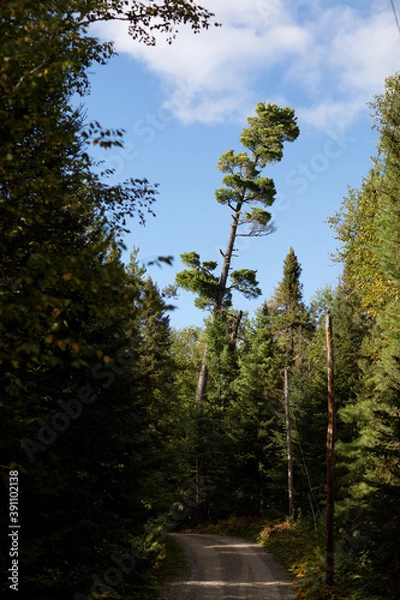 Fototapeta trees in the forest