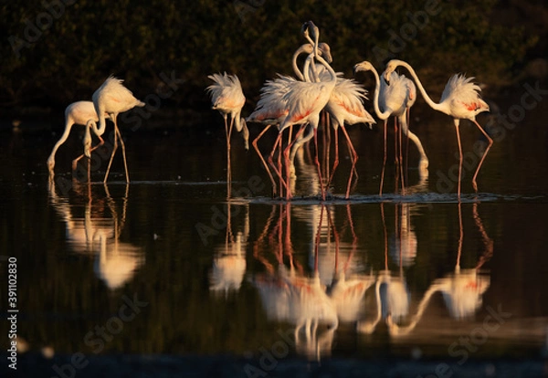 Fototapeta Greater Flamingos friendly fight at Tubli bay in the morning, Bahrain