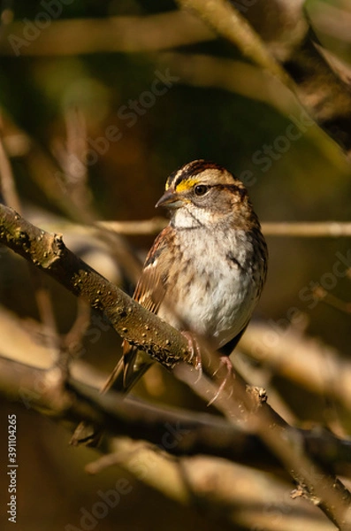 Obraz White Throated Sparrow