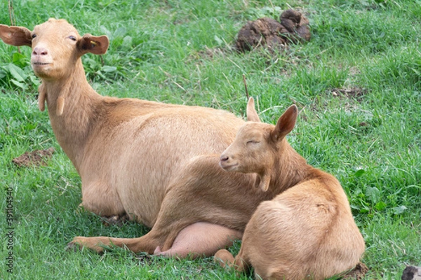 Fototapeta cabracon su hija