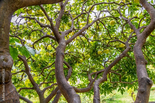 Fototapeta tronc avec de nombreuses branches 