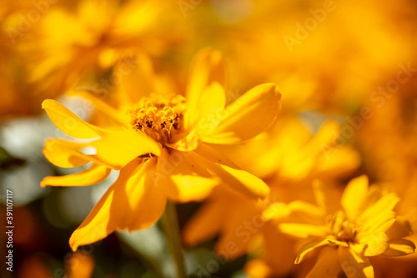 Obraz 黄色のコスモス
