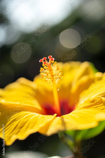 Obraz 黄色いハイビスカス
