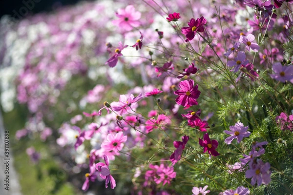 Obraz コスモス畑