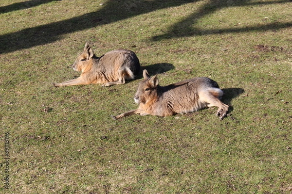 Fototapeta Pampas Hase

