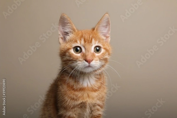 Fototapeta Beautiful orange cat in front of a background