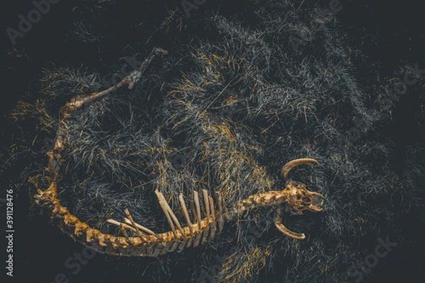 Fototapeta Skull and skeleton of a sheep on a green field. Aries skull. animal close up on nature.	
