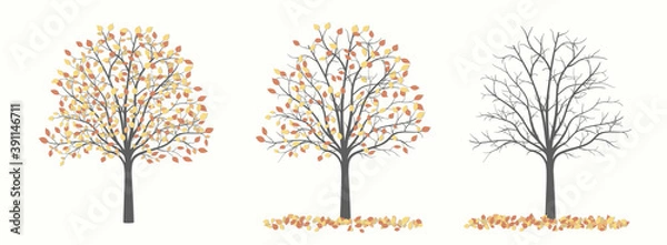 Obraz Autumn tree with leaves and without leaves in three versions