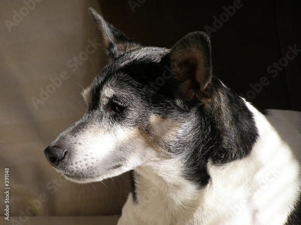 Obraz rat terrier