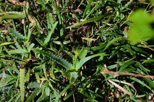 Fototapeta アロエの緑色の葉