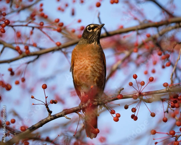 Fototapeta American Robin (Turdus migratorius), standing on a branch of a red crabapple tree covered in autumn fruit