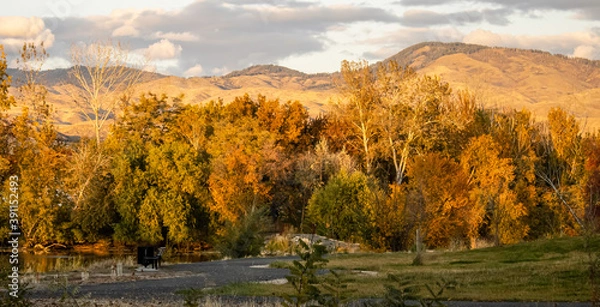 Obraz Trees in Boise River Park