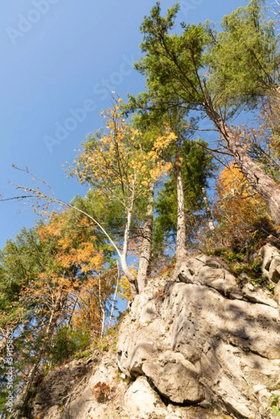 Fototapeta Trees in the mountains on rock formation.