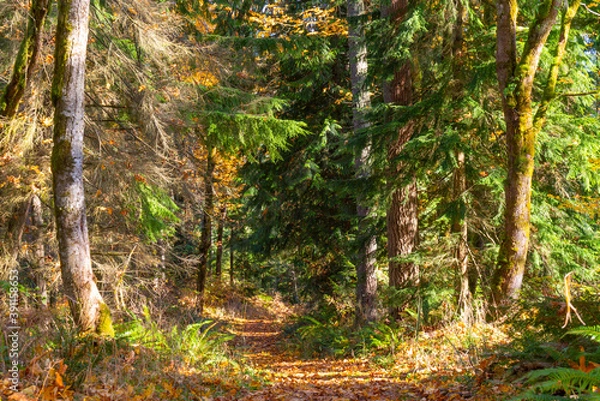Fototapeta Autumn leaves on trail in forest.