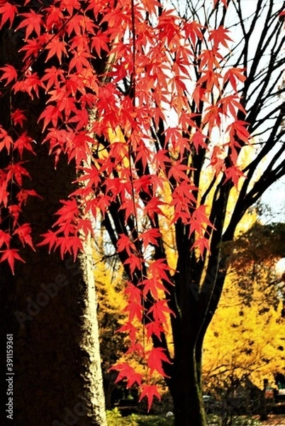 Fototapeta モミジの紅葉