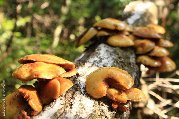 Obraz ヌメリスギタケ