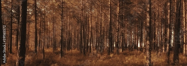 Fototapeta landscape summer forest glare sun bokeh blurred background, abstract view of trees