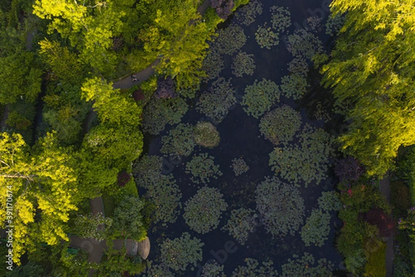 Obraz Lever de soleil sur le bassin des nymphéas de Claude Monet à Giverny