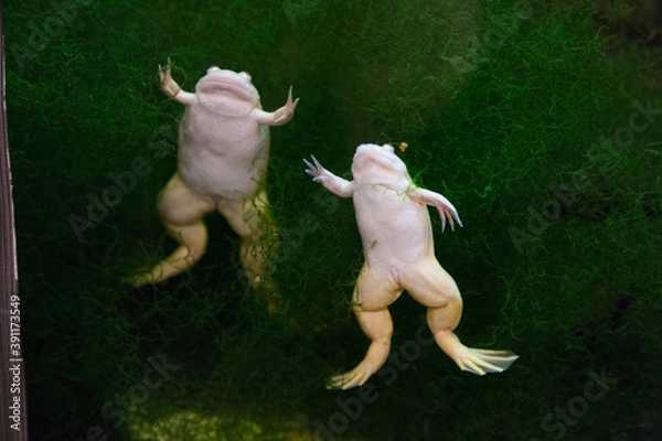 Fototapeta 動かないアフリカツメガエル