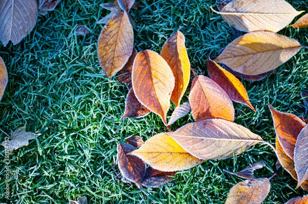 Obraz autumn leaves background