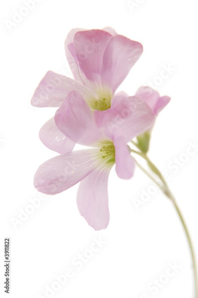 Fototapeta щчфдшы адщцук ьфскщ